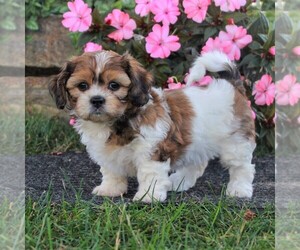 Zuchon Puppy for sale in MORGANTOWN, PA, USA