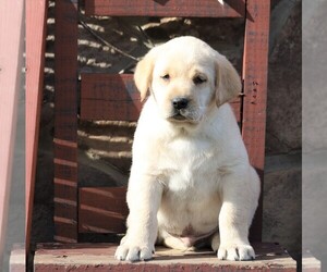 Labrador Retriever Puppy for sale in FREDERICKSBG, OH, USA