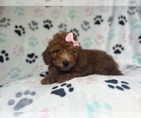 Medium Photo #4 Goldendoodle (Miniature) Puppy For Sale in LAKELAND, FL, USA