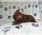 Small #3 Goldendoodle (Miniature)