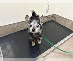 Mutt Dogs for adoption in Pasadena, CA, USA