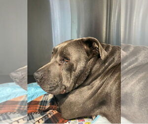 Bunny - Adopt Me! - Female American Staffordshire Terrier-Unknown Mix Dog for Adoption - Photo #3
