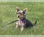 Small #4 Yorkshire Terrier