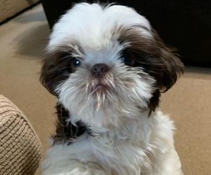 Shih Tzu Puppy for sale in GOLD HILL, NC, USA