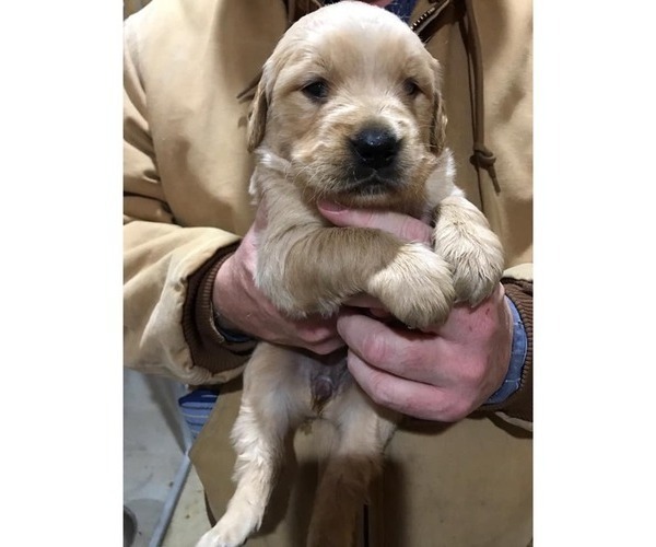 Medium Photo #8 Goldendoodle Puppy For Sale in FULTON, MO, USA