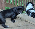 Small #2 Shih Tzu
