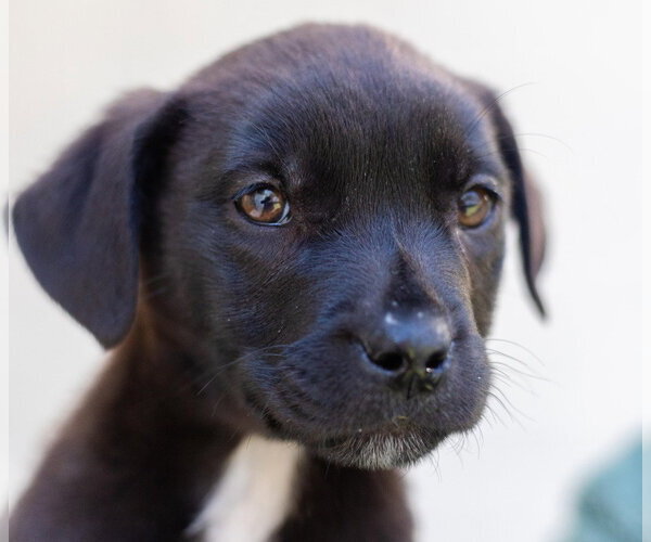 Medium Photo #1 Labrador Retriever-Unknown Mix Puppy For Sale in Canton, CT, USA
