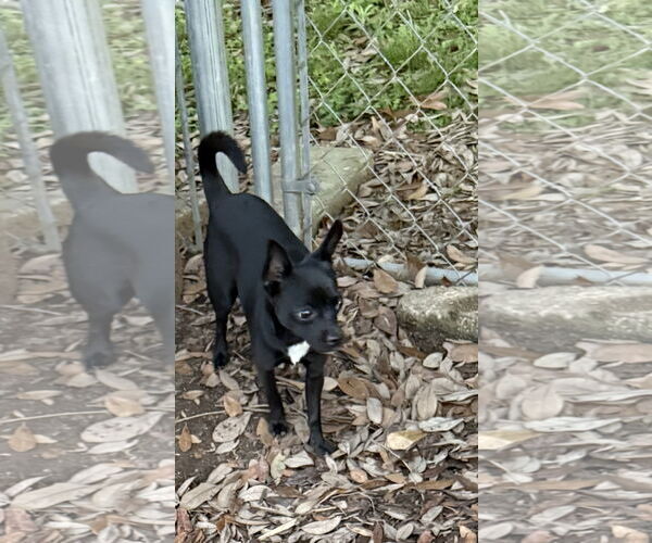 Medium Photo #2 Chiweenie Puppy For Sale in Oakhurst, NJ, USA