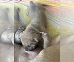 Small #4 Cane Corso