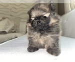 Small Photo #3 Pomeranian Puppy For Sale in BRICK, NJ, USA