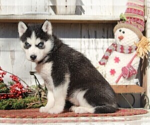 Medium Siberian Husky