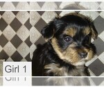 Puppy Girl 1 Yorkshire Terrier