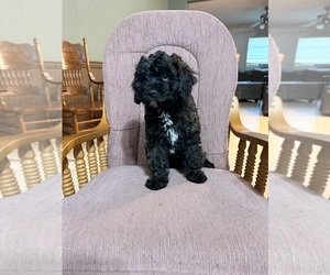 Golden Cavadoodle Puppy for sale in PALM BAY, FL, USA