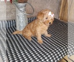 Small Photo #3 Poodle (Toy) Puppy For Sale in MILFORD, IN, USA