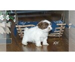 Small Photo #11 Shih Tzu Puppy For Sale in CLARE, MI, USA