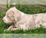 Small #2 American Bully