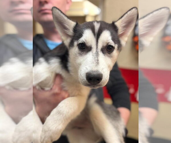 Medium Photo #2 Siberian Husky Puppy For Sale in Matawan, NJ, USA
