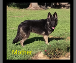 Small Photo #1 German Shepherd Dog Puppy For Sale in WALHONDING, OH, USA