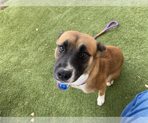 Medium Photo #10 Black Mouth Cur-German Shepherd Dog Mix Puppy For Sale in Chandler, AZ, USA