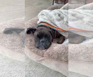 Sandra - Female Boxer Dog for Adoption