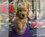 Small Photo #20 Golden Retriever Puppy For Sale in CUMMING, GA, USA