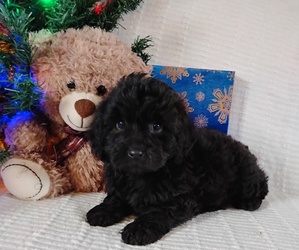 Cockapoo (Miniature) Puppy for sale in FITZGERALD, GA, USA