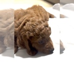 Small #3 Golden Retriever-Poodle (Toy) Mix