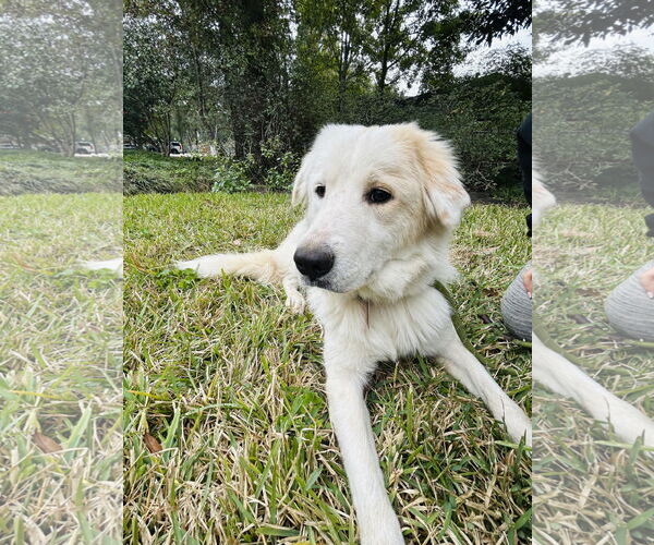 Medium Photo #5 Great Pyrenees Puppy For Sale in Spring, TX, USA