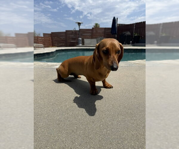 Medium Photo #3 Mutt Puppy For Sale in Los Angeles, CA, USA