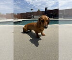 Small #2 Mutt