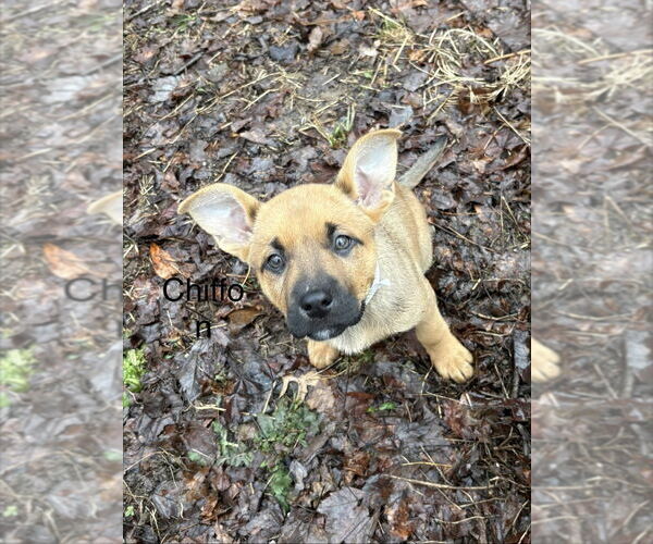 Medium Photo #1 Mutt Puppy For Sale in Springdale, PA, USA