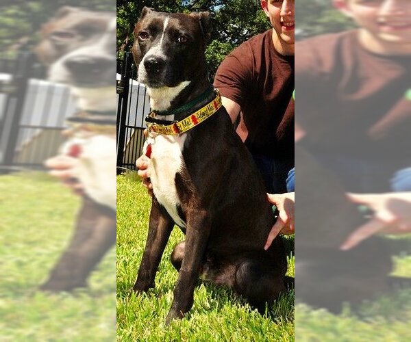 Medium Photo #37 Mutt Puppy For Sale in Houston, TX, USA