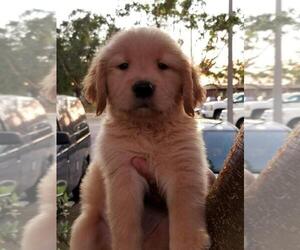 Golden Retriever Puppy for sale in KENDALL, FL, USA