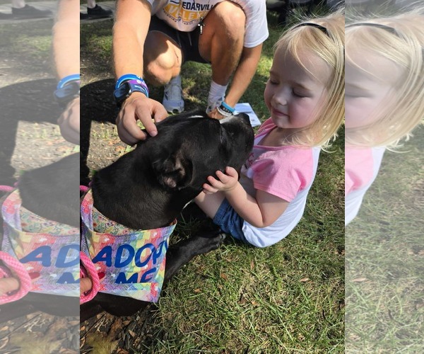 Medium Photo #4 American Pit Bull Terrier-Unknown Mix Puppy For Sale in Germantown, OH, USA