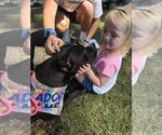Small #3 American Pit Bull Terrier Mix