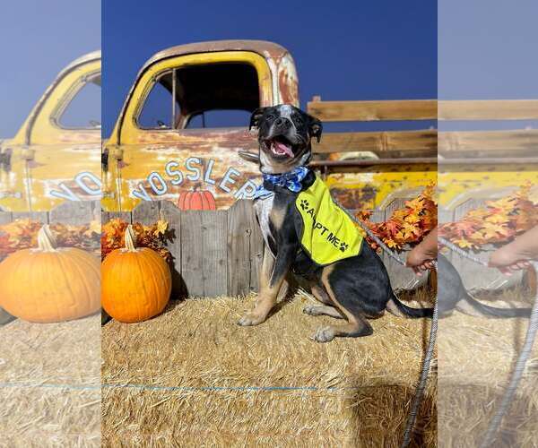 Medium Photo #7 American Pit Bull Terrier-Australian Cattle Dog Mix Puppy For Sale in Visalia, CA, USA