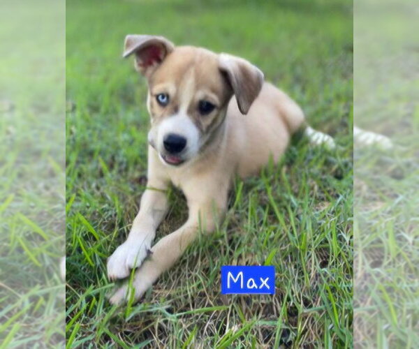 Medium Photo #2 Siberian Husky-Unknown Mix Puppy For Sale in Alexander, AR, USA