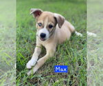 Small #1 Siberian Husky Mix