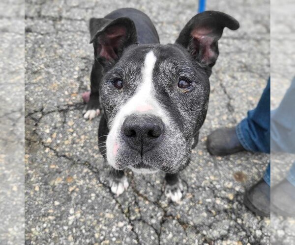 Medium Photo #5 American Staffordshire Terrier Puppy For Sale in Caldwell, NJ, USA