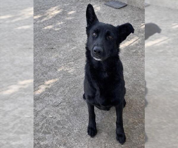 Medium Photo #2 German Shepherd Dog-Unknown Mix Puppy For Sale in Riverside, CA, USA