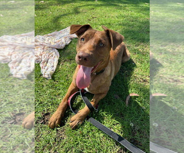 Medium Photo #14 Labrador Retriever-Unknown Mix Puppy For Sale in San Diego, CA, USA