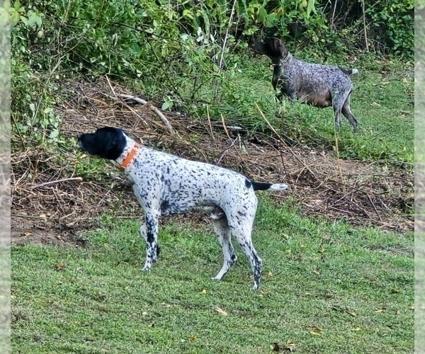 Medium Photo #1 German Shorthaired Pointer Puppy For Sale in GIVEN, WV, USA