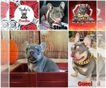 Small Photo #4 French Bulldog Puppy For Sale in ROSEVILLE, CA, USA