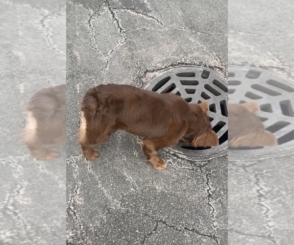 Medium Photo #4 French Bulldog Puppy For Sale in BELLEVILLE, IL, USA