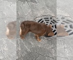Small #3 French Bulldog