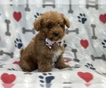 Small Photo #11 Poovanese Puppy For Sale in LAKELAND, FL, USA