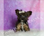 Puppy Tiny Buster Yorkipoo