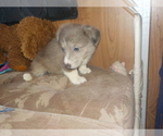 Small Photo #20 Australian Shepherd-Pembroke Welsh Corgi Mix Puppy For Sale in GALLEGOS, NM, USA