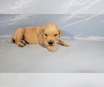 Small Photo #11 Golden Retriever Puppy For Sale in BLACK FOREST, CO, USA