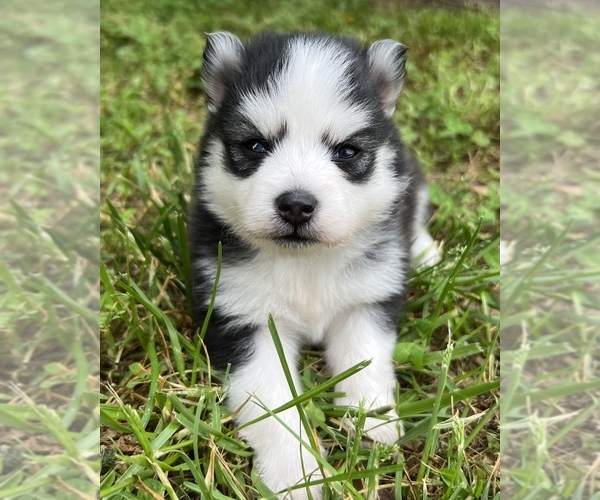 Medium Photo #19 Pomsky Puppy For Sale in BAXTER, TN, USA